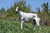 GREYHOUND 073